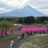 富士芝桜まつり 駐車場の混雑状況と渋滞回避方法